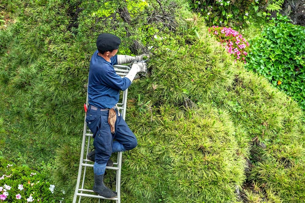 庭木の剪定