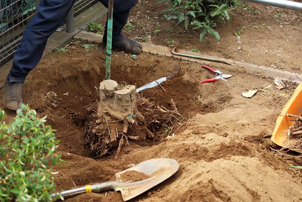 庭木伐採・伐根